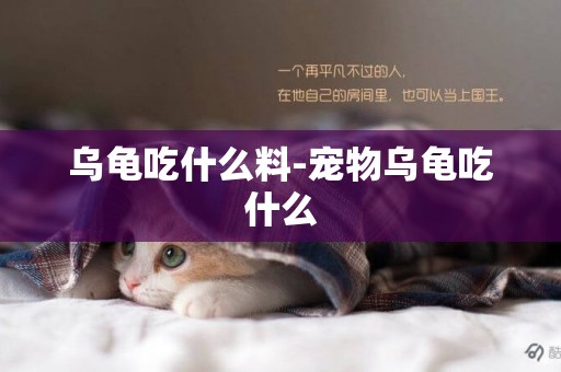 烏龜吃什么料-寵物烏龜吃什么