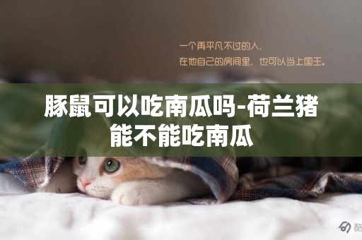 豚鼠可以吃南瓜嗎-荷蘭豬能不能吃南瓜