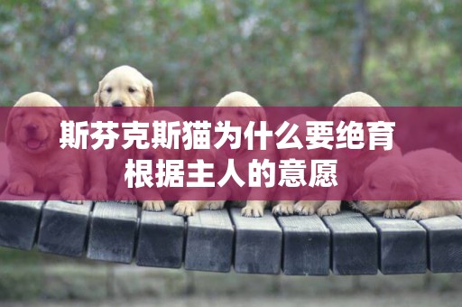 斯芬克斯貓為什么要絕育 根據主人的意愿