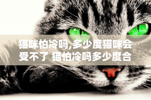 貓咪怕冷嗎,多少度貓咪會受不了 貓怕冷嗎多少度合適