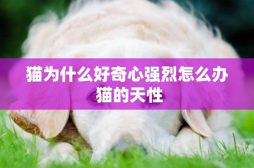 貓為什么好奇心強烈怎么辦 貓的天性