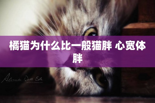橘貓為什么比一般貓胖 心寬體胖