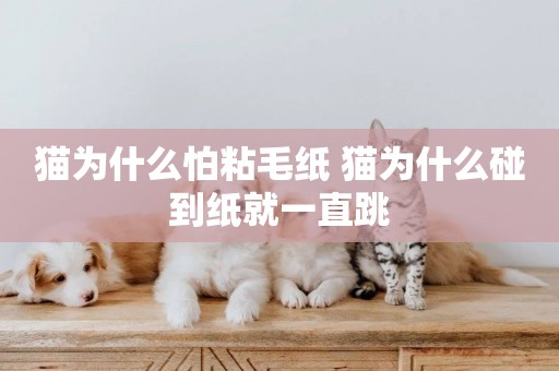 貓為什么怕粘毛紙 貓為什么碰到紙就一直跳