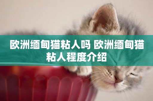 歐洲緬甸貓粘人嗎 歐洲緬甸貓粘人程度介紹