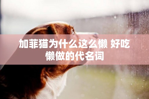 加菲貓為什么這么懶 好吃懶做的代名詞
