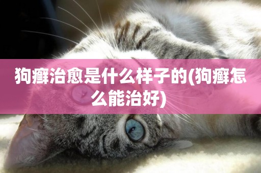 狗癬治愈是什么樣子的(狗癬怎么能治好) 