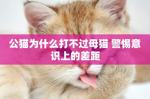 公貓為什么打不過母貓 警惕意識上的差距
