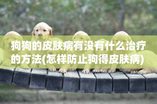 狗狗的皮膚病有沒有什么治療的方法(怎樣防止狗得皮膚病) 