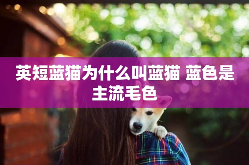英短藍貓為什么叫藍貓 藍色是主流毛色