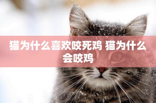 貓為什么喜歡咬死雞 貓為什么會咬雞