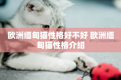 歐洲緬甸貓性格好不好 歐洲緬甸貓性格介紹
