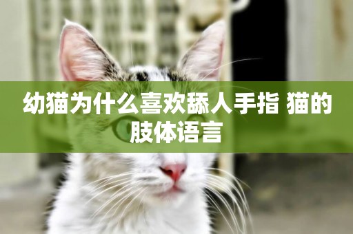 幼貓為什么喜歡舔人手指 貓的肢體語言