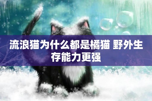 流浪貓為什么都是橘貓 野外生存能力更強
