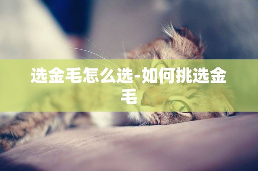 選金毛怎么選-如何挑選金毛