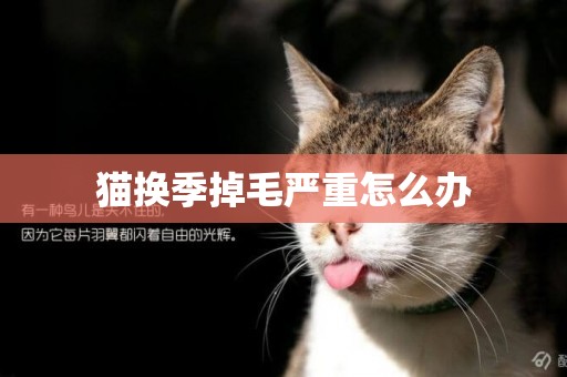 貓換季掉毛嚴重怎么辦