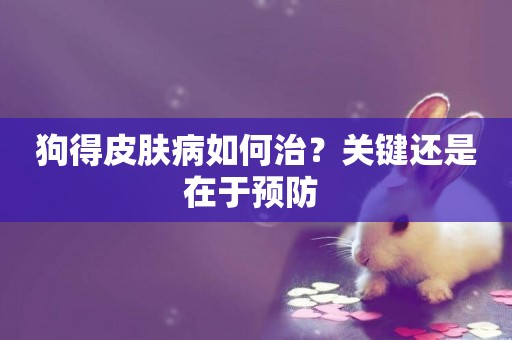 狗得皮膚病如何治？關鍵還是在于預防 