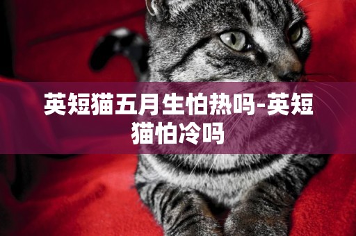 英短貓五月生怕熱嗎-英短貓怕冷嗎