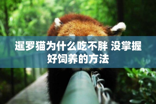 暹羅貓為什么吃不胖 沒掌握好飼養的方法