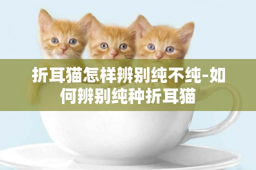 折耳貓怎樣辨別純不純-如何辨別純種折耳貓