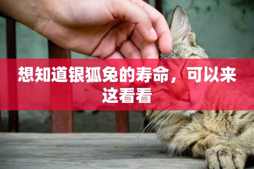 想知道銀狐兔的壽命，可以來這看看
