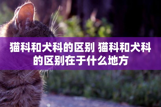 貓科和犬科的區別 貓科和犬科的區別在于什么地方