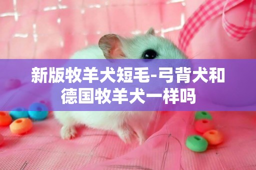 新版牧羊犬短毛-弓背犬和德國牧羊犬一樣嗎