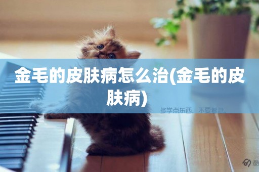 金毛的皮膚病怎么治(金毛的皮膚病) 