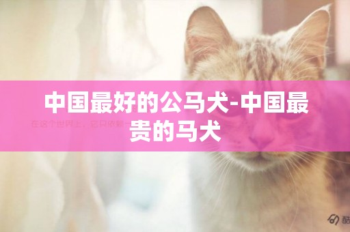 中國最好的公馬犬-中國最貴的馬犬