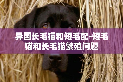 異國長毛貓和短毛配-短毛貓和長毛貓繁殖問題