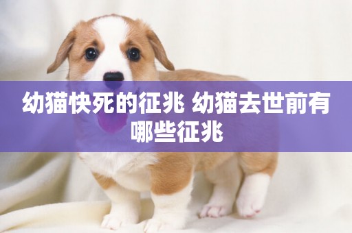 幼貓快死的征兆 幼貓去世前有哪些征兆