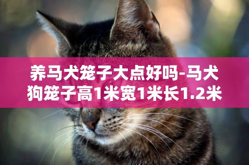 養馬犬籠子大點好嗎-馬犬狗籠子高1米寬1米長1.2米可以嗎？