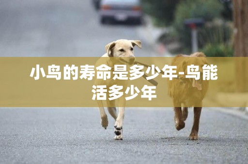 小鳥的壽命是多少年-鳥能活多少年