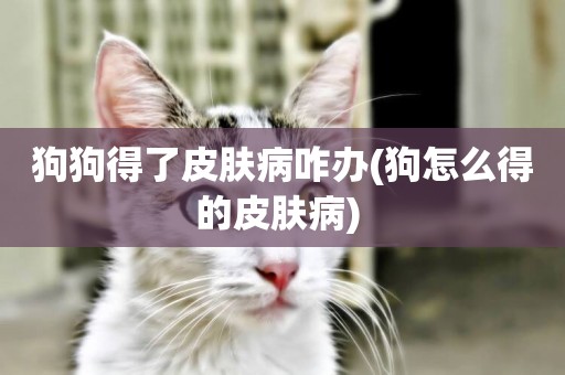 狗狗得了皮膚病咋辦(狗怎么得的皮膚病) 