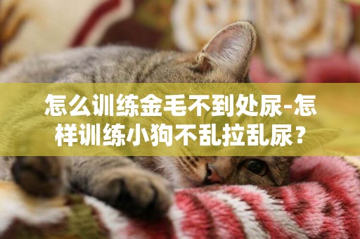 怎么訓練金毛不到處尿-怎樣訓練小狗不亂拉亂尿？