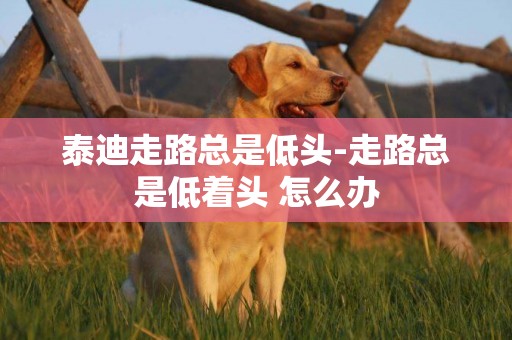 泰迪走路總是低頭-走路總是低著頭 怎么辦