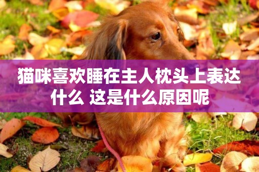 貓咪喜歡睡在主人枕頭上表達什么 這是什么原因呢