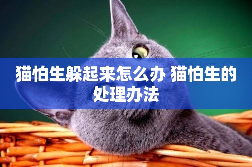貓怕生躲起來怎么辦 貓怕生的處理辦法