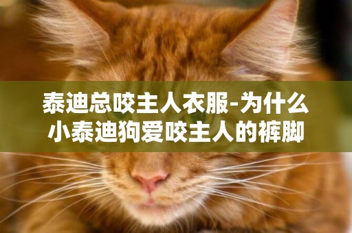 泰迪總咬主人衣服-為什么小泰迪狗愛咬主人的褲腳