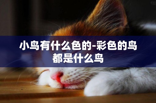小鳥有什么色的-彩色的鳥都是什么鳥