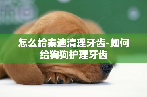 怎么給泰迪清理牙齒-如何給狗狗護理牙齒