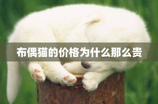 布偶貓的價格為什么那么貴