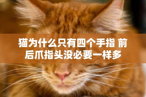貓為什么只有四個手指 前后爪指頭沒必要一樣多