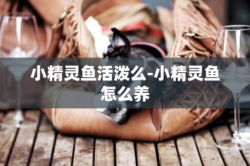 小精靈魚活潑么-小精靈魚怎么養