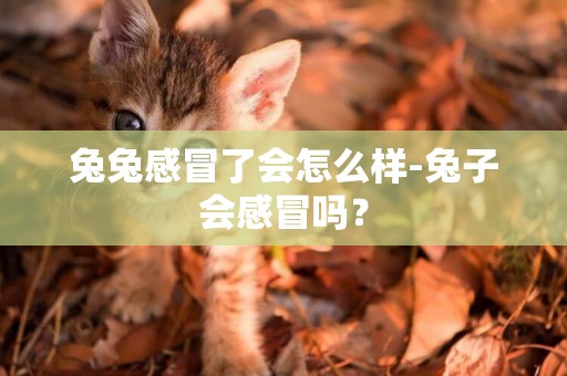 兔兔感冒了會怎么樣-兔子會感冒嗎？
