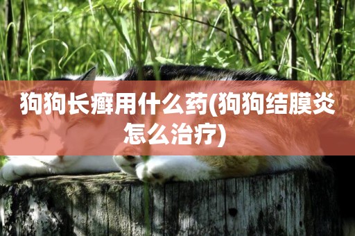 狗狗長癬用什么藥(狗狗結膜炎怎么治療) 