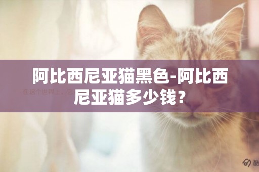 阿比西尼亞貓黑色-阿比西尼亞貓多少錢？