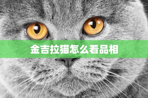 金吉拉貓怎么看品相