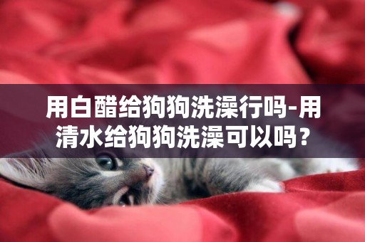 用白醋給狗狗洗澡行嗎-用清水給狗狗洗澡可以嗎？