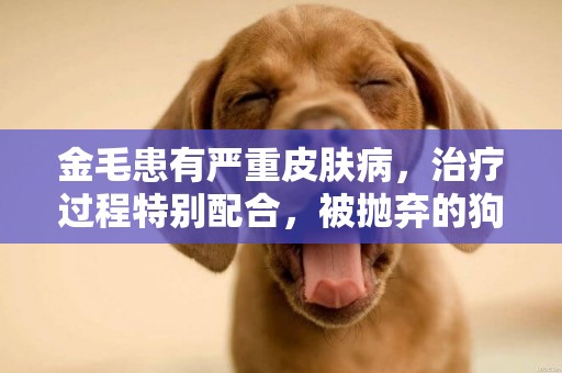 金毛患有嚴重皮膚病，治療過程特別配合，被拋棄的狗狗果然懂事 