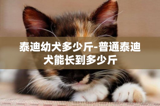 泰迪幼犬多少斤-普通泰迪犬能長到多少斤
